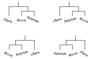 FIGURE 5. All these upside down trees represent the same relationships. Psilotum and Riccia are more closely related to each other than either is to Chara. This is true for all these tree ‘mobiles.’