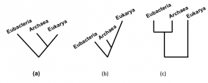 FIGURE 6. A dendrogram is any branching diagram or tree. (a) A cladogram is a dendrogram or phylogenetic tree that represents a hypothetical phylogeny. (b) A phylogram is phylogenetic tree in which branch lengths are proportional to the amount of inferred evolutionary change along the branches. (c) A phenogram is a dendrogram or tree that shows overall similarity among the terminal units.