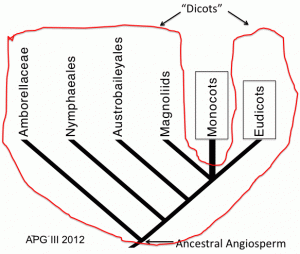 FIGURE 7. Phylogenetic Tree showing relationships among six major clades of angiosperms. Monocots are nested in a clade that contains Magnoliids and Eudicots. As a result, what used to be called dicots –Amborellaceae, Nymphaeales, Austrobaileyales, Magnoliids and Eudicots form a left-over paraphyletic (non-monophyletic) group. Following convention, this group is here labelled as “Dicots” to denote that it is a non-monophyletic, paraphyletic group. 
