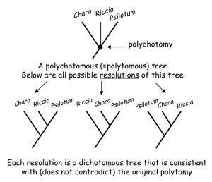 Polytomies